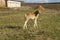 Handsome young colt red color