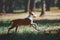 Handsome young dog runs across the field on forest background.