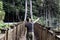 A handsome young man standing on a wooden suspension bridge during his vacation trip.