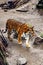 Handsome young tiger walks around a roller at a zoo