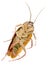 Handwork watercolor illustration of an insect cockroach