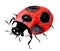 Handwork watercolor illustration of an insect ladybug