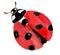 Handwork watercolor illustration of an insect ladybug