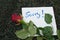 Handwritten apology note and red rose on the ground