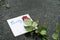 Handwritten apology note and red rose on the ground