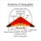 Hang glider anatomy vector flat style illustration