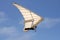 Hang gliding