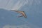 Hang gliding in Swiss Alps
