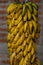 Hang mature bananas group outdoors