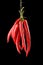 Hanged Chili Peppers