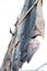 Hanged salted fish (bonito, Thunnus alalunga)