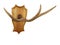 Hanger of the horns of the animal on a wooden shield on white background