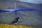 Hangglider take-off An athlete with a blue hang-glider prepares to start