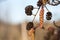 Hanging alder tree catkin and cones