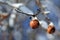 Hanging apple covered with snow