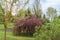 Hanging apple tree with purple flowers