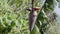 Hanging banana flower at Kohamajima island, Okinawa, Japan