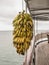 Hanging Bananas