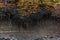 Hanging bare tree roots in a riverbed