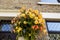 Hanging basket with apricot shade begonias.