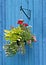 Hanging basket on blue fence