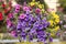 Hanging basket with colored Petunias