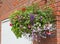 Hanging basket of colorful flowers in full bloom