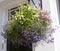 A hanging basket containing Edging Lobelia and China Pink flowers