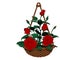 hanging basket of many roses