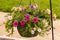 Hanging basket of multi colored Calibrachoa