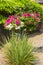 Hanging basket with petunias and ornamental grasses in foreground