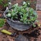 Hanging basket planted with flowers