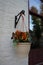 Hanging basket with viola tricolor flowers in the street