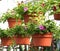 Hanging Baskets