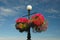 Hanging Baskets