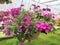 Hanging baskets filled with colorful flowers