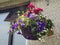 Hanging baskets of flowers on a cottage Ireland