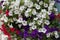 Hanging baskets laden with flowers