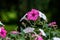 Hanging baskets of petunia flowers