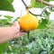 Hanging beautiful large pumpkin