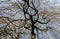 Hanging beech - Fagus sylvatica pendula under blue sky