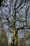 Hanging beech - Fagus sylvatica pendula under blue sky