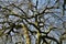 Hanging beech - Fagus sylvatica pendula under blue sky