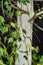 Hanging birch Betula pendula Gracilis