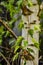 Hanging birch Betula pendula Gracilis.