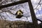 A hanging birdhouse with bare trees and bright white clouds behind it