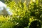 Hanging Boston Fern plant in golden hour light