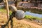 Hanging bottle gourds calabash as decorations at Bamboo bridge across Mang River at Bo Kluea,Nan Province,northern Thailand