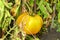 hanging on a branch a large yellow varietal tomato close-up