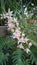 A hanging branch of White Pink Orchids